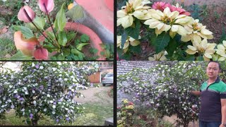 Brunfelsia pauciflora  how do you grow yesterday today tomorrow plant  garden overview [upl. by Ademla]