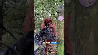 How to walk multiple dogs on lead 🐶🐾 dogwalk dogwalker dogtraining dogs [upl. by Iramohs755]