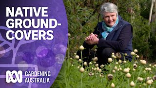 The best native groundcover plants for your garden  Australian native plants  Gardening Australia [upl. by Yrokcaz]