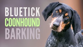 Bluetick Coonhound Barking Sounds SFX 8 Different Grunts Howls [upl. by Alonso539]