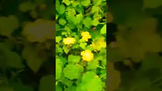 pumpkin flower Vasalile poosani pootamilsongpleaselikesharesubscribe [upl. by Bahr]