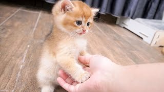 Garlic the kitten is very cute and friendly loves to be petted and petted [upl. by Noslen]