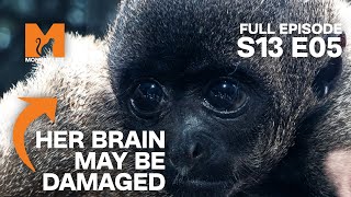 Baby Woolly Monkey Attacked By Her Own Mother  Season 13 Episode 5  Full Episode  Monkey Life [upl. by Berhley]