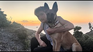 Third week with my German shepherd x Belgian Malinois puppy [upl. by Mihsah]