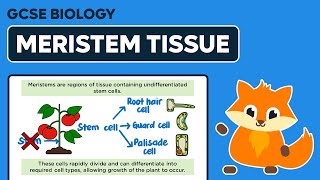 Meristem Tissue  GCSE Biology [upl. by Adena]