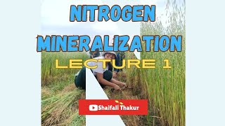 Nitrogen Mineralization  Soil science [upl. by Eerahc]