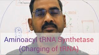 Aminoacyl tRNA Synthetase Part I ChargedtRNA [upl. by Keg729]