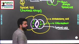 NEETBOTANYCLASS 11ANATOMY IN FLOWERING PLANTSPART5 TISSUE SYSTEM EPIDERMALGROUND amp VASCULAR [upl. by Oneida]