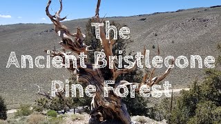 The Ancient Bristlecone Pine Forest [upl. by Harriet]