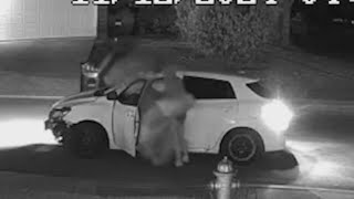 WATCH Turkey stuffed into car as thieves take off with 6foot inflatable decoration [upl. by Tomkiel368]