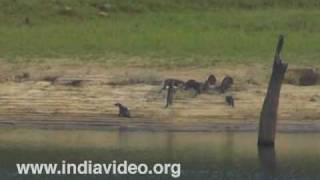 River Otter Mustelidae India [upl. by Llenaj]