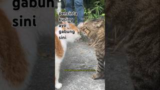 Pertarungan Kucing CatFight FelineFun PlayfulRivalry [upl. by Zetniuq603]