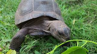 Tortoise mukbang dry papaya leaves [upl. by Shakti]