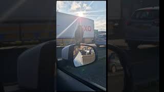 Cheeky wing mirror starlings [upl. by Eecyak]