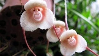 Flowers that look like AnimalsInsects and People [upl. by Chiquita202]