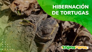 Hibernación de tortugas  ¿Qué es la hibernación  Cuidados  Especies de tortugas que hibernan [upl. by Cuthburt]