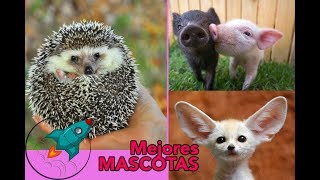 Cuidados Básicos del Conejo como Mascota  ¿QUE NECESITO SABER [upl. by Carree]