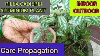 PILEA CADIEREI  Almunium plant  INDOOR PLANT  Care amp Propagation guide [upl. by Anolla]