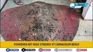 Fishermen net huge stingray at Caranzalem Beach [upl. by Adena838]