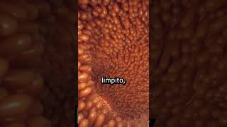 Limpieza intestinal qué tomar antes de dormir [upl. by Leugimesoj]