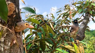 Mother Barbet Attacks Rough Myna Birds From Harassing Her Nest 12 – Parents Protect Babies E189 [upl. by Duleba]