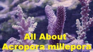 All About Acropora millepora information about this common reef tank sps coral [upl. by Elsy149]