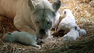 Lioness gives birth to stunning three cubs at zoo [upl. by Nalyt]