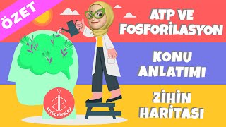 Canlılarda Enerji Dönüşümleri  ATP ve Fosforilasyon Çeşitleri  12 Sınıf Biyoloji  AYT Biyoloji [upl. by Onileba]