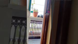 baboo mybabydog trending ytshorts instareels dog [upl. by Eanert]