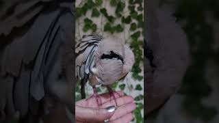 This is a Male Wild Ringneck Dove He is available for sale Doves birds 317 7561680 [upl. by Etom]