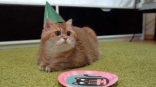 Happy Birthday Hosico [upl. by Marylee]