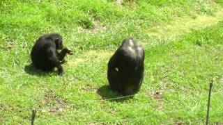 Chimpanzee Fight in the Oklahoma City Zoo [upl. by Iemaj]