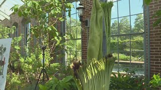 Corpse flower blooming at Missouri Botanical Garden [upl. by Riki]