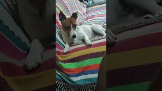 Jack russell terrier Cooper reposando su belleza [upl. by Dustie]