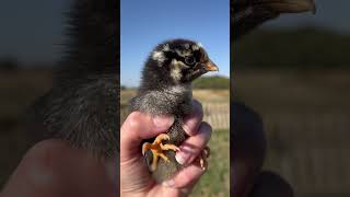 Chickens with small comb plump bodies and dense feathers are best for winter backyardchickens [upl. by Elleined361]