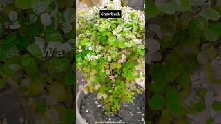 Snowbush 🌱🌿 Breyniadistichanature houseplants indoorplants naturebueaty [upl. by Lede]