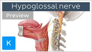 Hypoglossal nerve course and branches preview  Human Neuroanatomy  Kenhub [upl. by Slen]