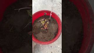 Plant repotting youtubeshorts indoorplants repotting plants garden trending rooftopgarden [upl. by Aiza903]