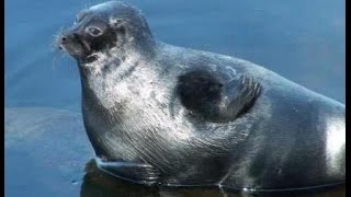 Ringed seal on lake Ladoga Кольчатая нерпа на Ладожском озере [upl. by Mclain]