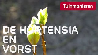 De Hortensia en nachtvorst wat kan je doen  Alles over de Hortensia  Tuinmanieren [upl. by Phila]