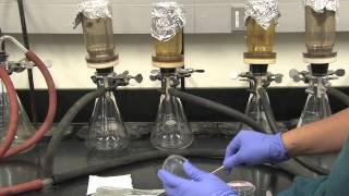 Coliform Bacteria Analysis [upl. by Samuella]