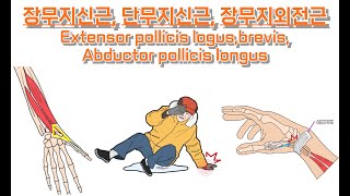 장단무지신근 장무지외전근 긴짧은엄지폄근 긴엄지벌림근 Extensor pollicis logusbrevis Abductor pollicis longus 완전정복 [upl. by Eural]