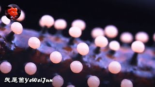 Fungi Timelapse  Didymium squamulosum 鱗鈣皮菌  一種會跳舞、長得像軟糖、還是草莓味的菌【曳尾菌】Howto Timelapse [upl. by Arytas]