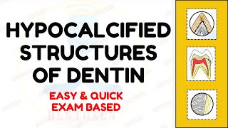 Hypocalcified Structures of Dentin  Tome’s granular Layer [upl. by Esalb285]