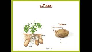 Morphology Of Flowering Plants Unit 2 CBSC Class 11 Biology  STEM  Part3 [upl. by Woodson]