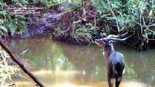 A sitatunga antelope crosses a creek in the gabonese rainforest and  filmed with a trap camera [upl. by Shoshana478]