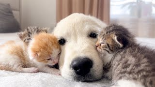 Golden Retriever Puppy and Tiny Kittens Cuteness Overload [upl. by Sarchet]