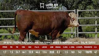 Lote 9 Toro astado PI RP 576 [upl. by Thorvald641]