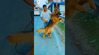 PROTECTOR DOGS FOR HOME 🏡 ❌🐕‍🦺❤️ dog pitbull amezingfacts doglover youtubeshorts shorts [upl. by Nylknarf]