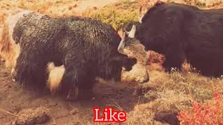 Karakorum Wonders l Yak Fight l Yak Breed l Yak Animals l ViralYak 100k [upl. by Wendel763]